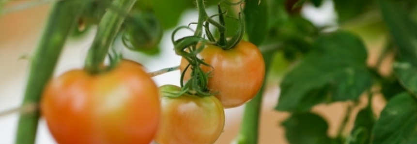 Produção de hortaliças foi impactada por condições climáticas nas safras de inverno 2015 e verão 2015/16