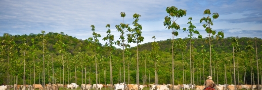 Preservação ambiental, gestão social e econômica viabilizam pecuária sustentável