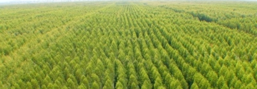 Goiás tem potencial para crescimento do setor de florestas plantadas