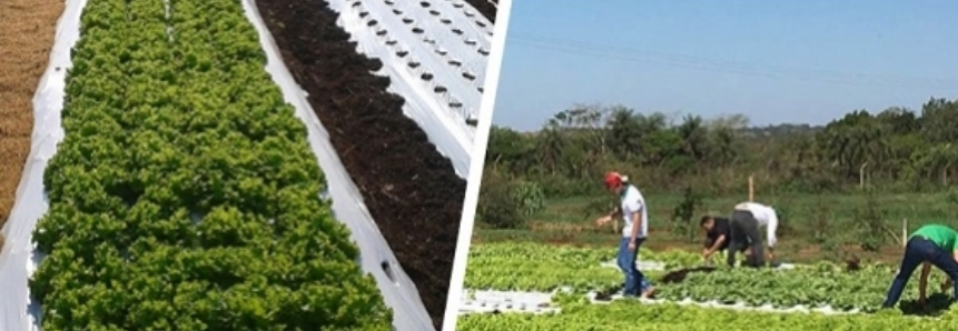 Produção de hortifrutigranjeiros do projeto Fazendinha começa a ser comercializada em Dourados