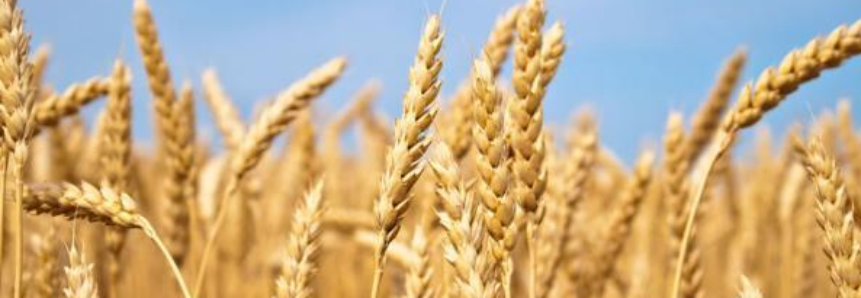 Boas práticas na produção de trigo é tema de seminários promovidos pela FARSUL