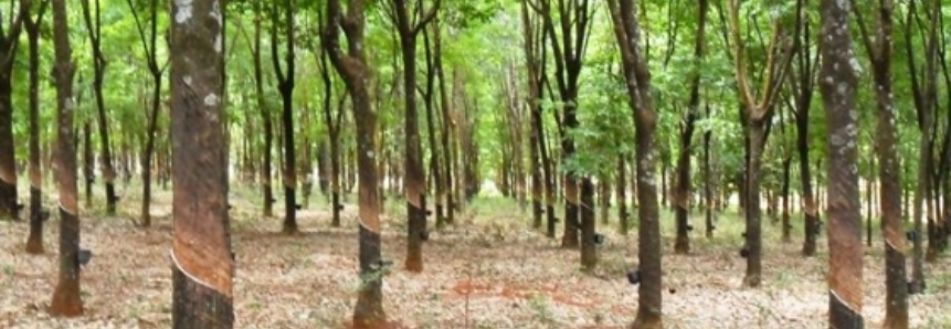 Heveicultura é destaque em evento no Sindicato Rural de Cassilândia (MS)