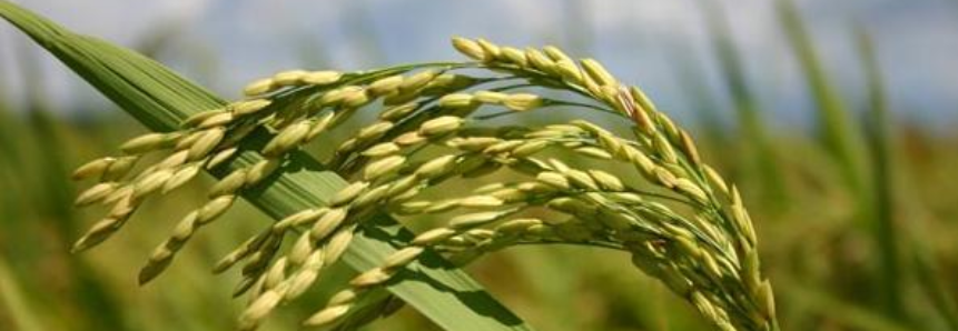 Produtores de arroz migram para soja e milho. Produção registra queda na safra 2015/2016