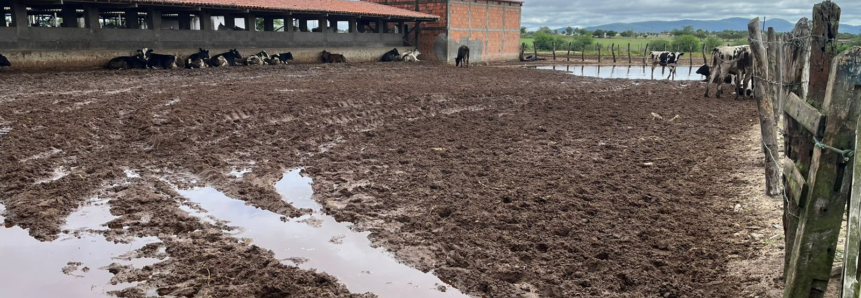 Chuvas provocam impactos negativos e positivos no agro em Sergipe