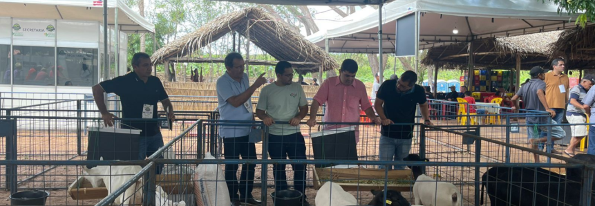 Produtores atendidos pela ATeG comercializam seus rebanhos na 3ª Feira Agropecuária do município de Alto Longá