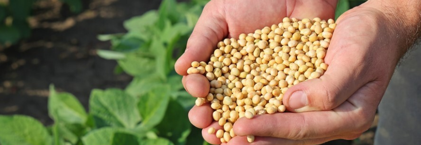 FAEP pede a volta dos 140 dias para a semeadura da soja