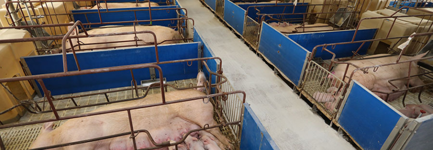 Em cinco anos, produção de carne suína de MS cresce 62%