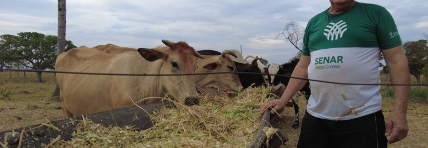 Produtores de Poconé se preparam para a seca com alimentação para o gado