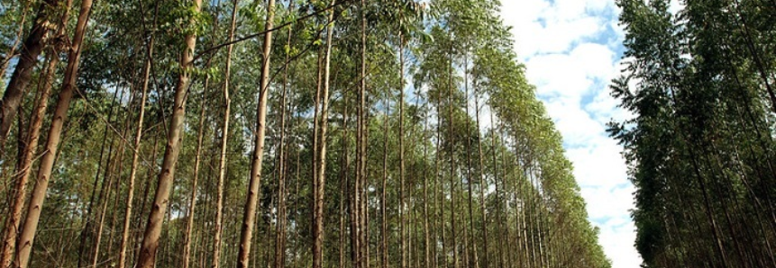CNA debate custos de produção de eucalipto em Goiás