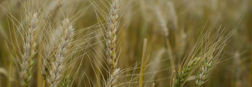 CNA diz que leilões de apoio à comercialização do trigo atendem demanda do setor