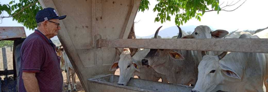 Inseminação artificial bovina é caso de sucesso em MT