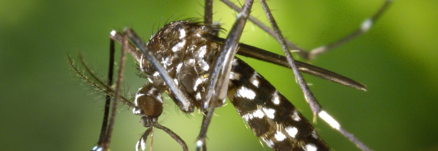 Cuidados para evitar a dengue na zona rural