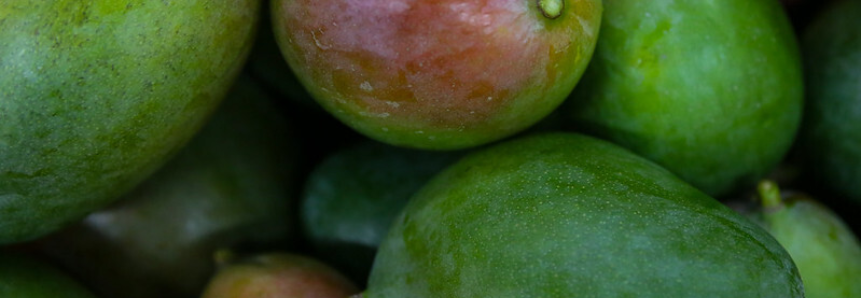 Maracujá, manga e açaí: assistência do Senar Goiás melhora renda de fruticultores de Flores de Goiás