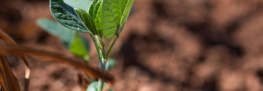 Comissões da CNA debatem Lei de Proteção de Cultivares