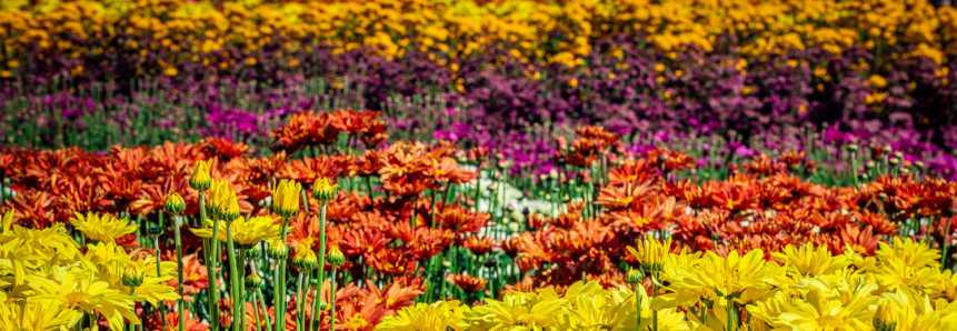 Mão de obra pode limitar crescimento do setor de flores e plantas ornamentais em 2025