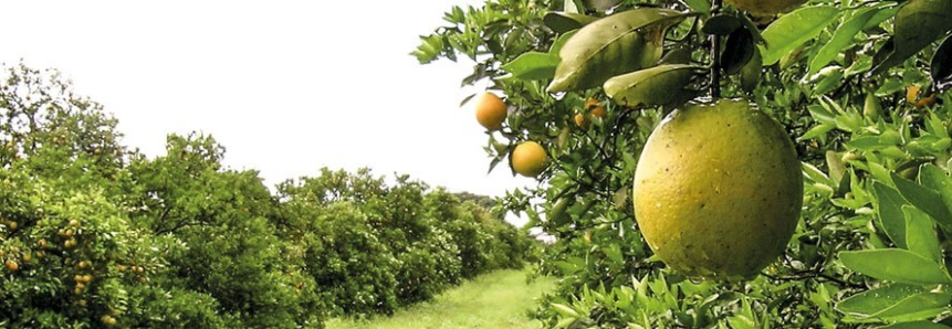 Em alerta, Paraná se une contra o greening
