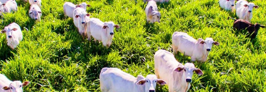 Selo internacional impulsiona investimentos na pecuária do Paraná