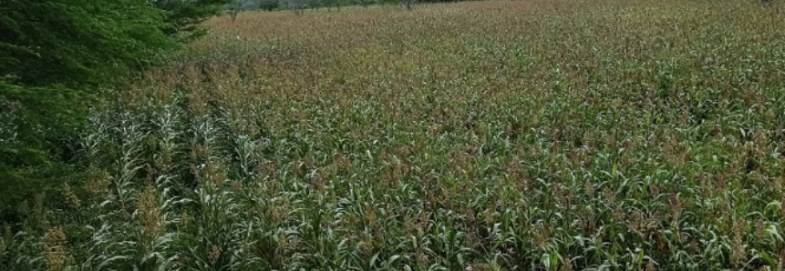 Projeto Forrageiras para o Semiárido inicia colheita de sorgo no Nordeste