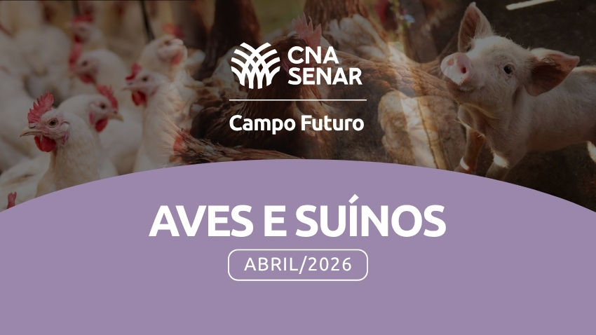Avicultura de corte: onde está o ganho de escala?