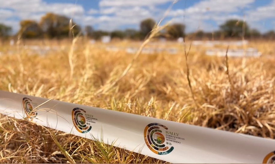 Capim Buffel plantado na URT de Angicos.