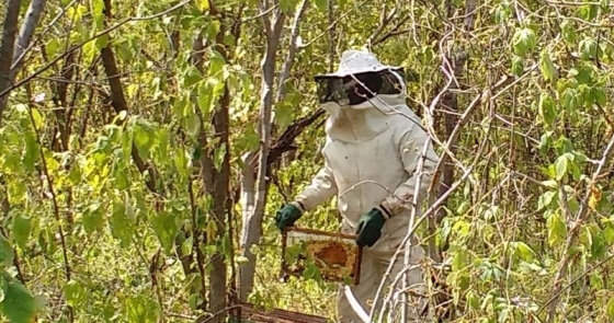 Dia de campo em apicultura 3 0 64283400 1515060777