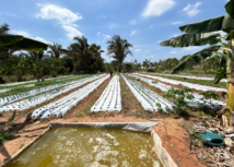 Comunidade Catucá sedia I Encontro de Produtores em Olericultura