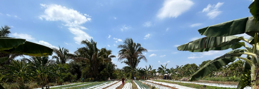 Comunidade Catucá sedia I Encontro de Produtores em Olericultura