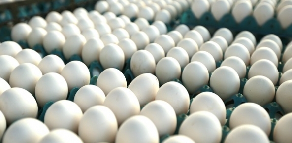 Ovos/Cepea: Aumento de descartes reduz oferta e preços reagem | Confederação da Agricultura e Pecuária do Brasil (CNA)