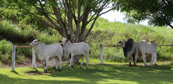 Pecuaria sustentavel 0 44507100 1515009892