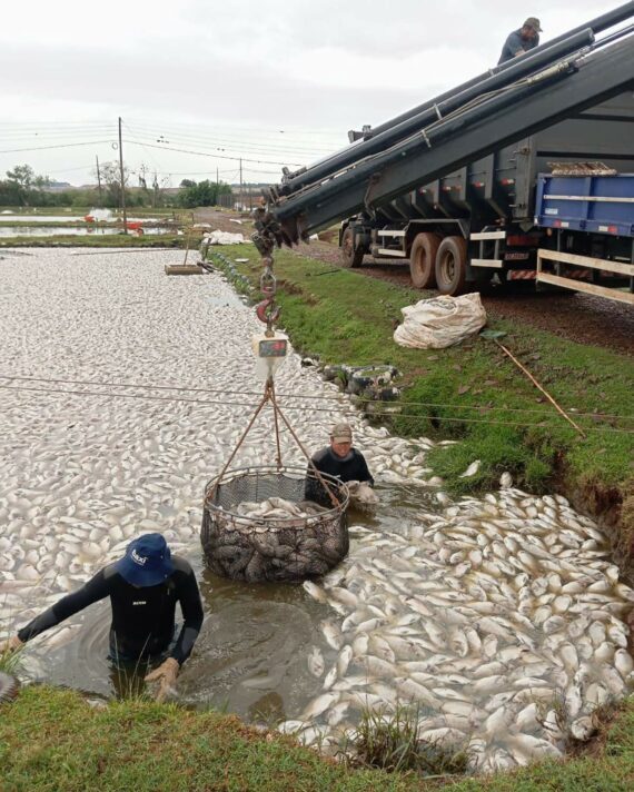 Piscicultura do Paraná atravessa momento crítico pela falta de energia no campo