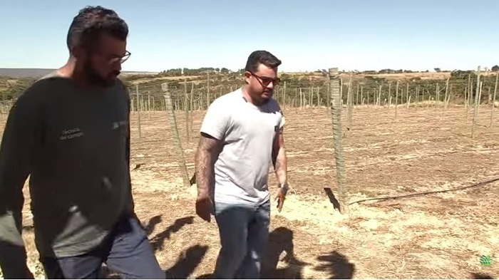 O técnico de campo Antônio Hawinner Ferreira e o produtor Atílio conferindo a plantação